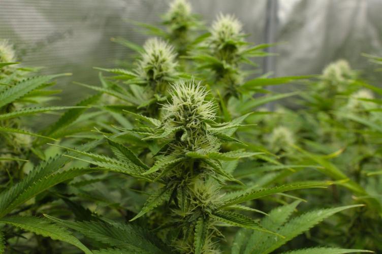 Lemon Z Dutch Passion. Week 10 - Day 21