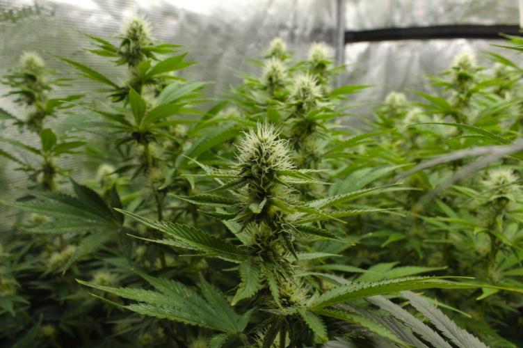 Lemon Z Dutch Passion. Week 10 - Day 21