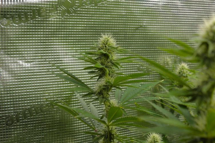 Lemon Z Dutch Passion. Week 10 - Day 21