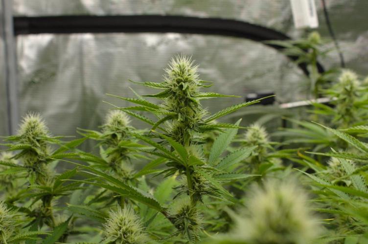 Lemon Z Dutch Passion. Week 10 - Day 21