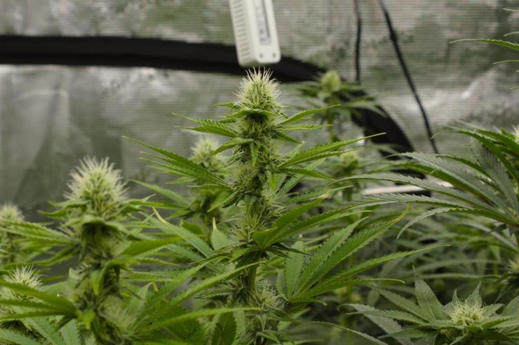 Lemon Z Dutch Passion. Week 10 - Day 21