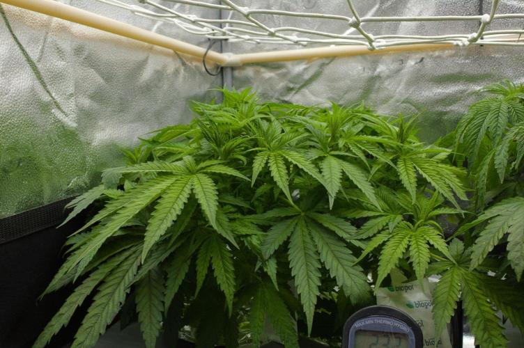 Wedding Crasher Chronic&Caviar. Week 6 - Day 42