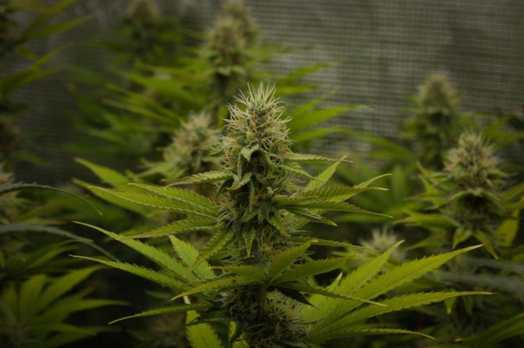 Lemon Z Dutch Passion. Week 11 - Day 28