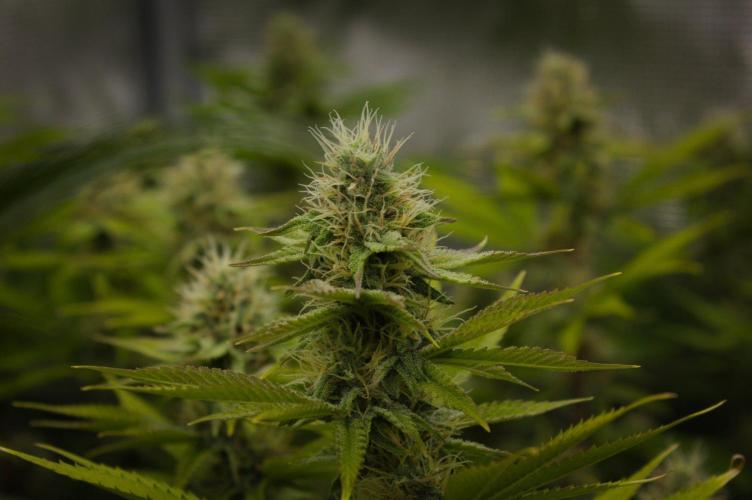 Lemon Z Dutch Passion. Week 11 - Day 28