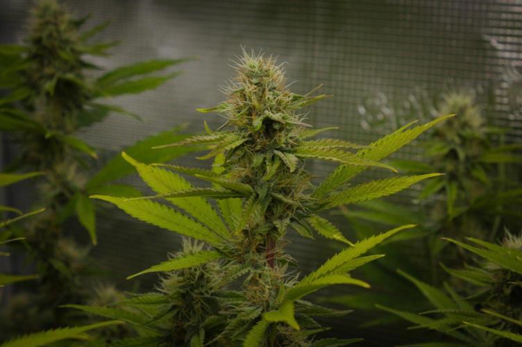 Lemon Z Dutch Passion. Week 11 - Day 28