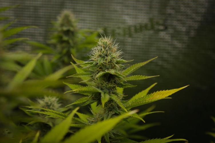 Lemon Z Dutch Passion. Week 11 - Day 28