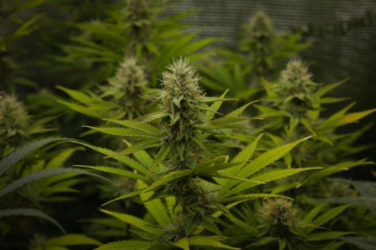 Lemon Z Dutch Passion. Week 11 - Day 28