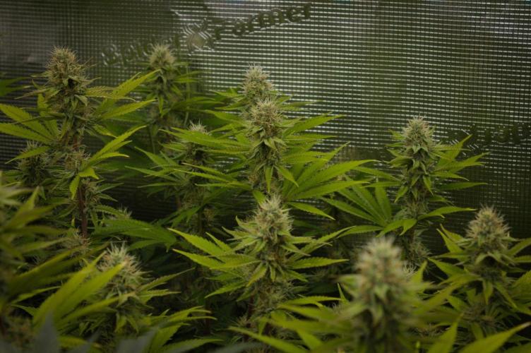 Lemon Z. Week 11
