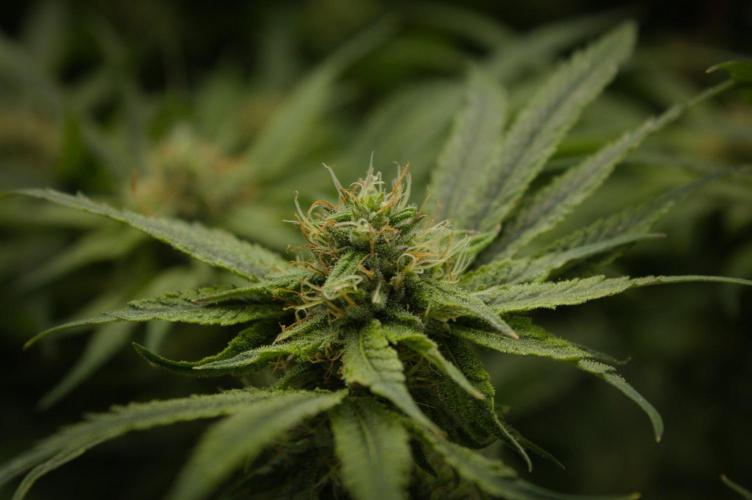 Forbidden Orange HappyPlant420. Week 11 - Day 28