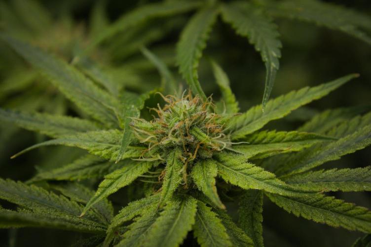 Forbidden Orange HappyPlant420. Week 11 - Day 28