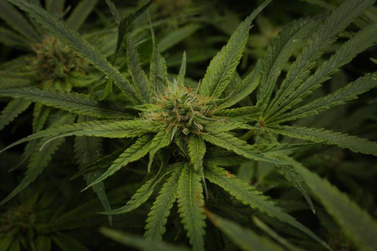 Forbidden Orange HappyPlant420. Week 11 - Day 28