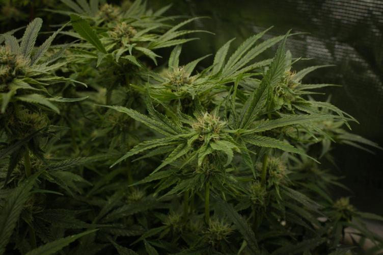 Forbidden Orange HappyPlant420. Week 11 - Day 28