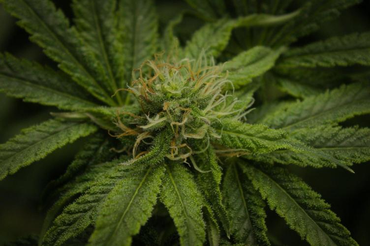 Forbidden Orange HappyPlant420. Week 11 - Day 28