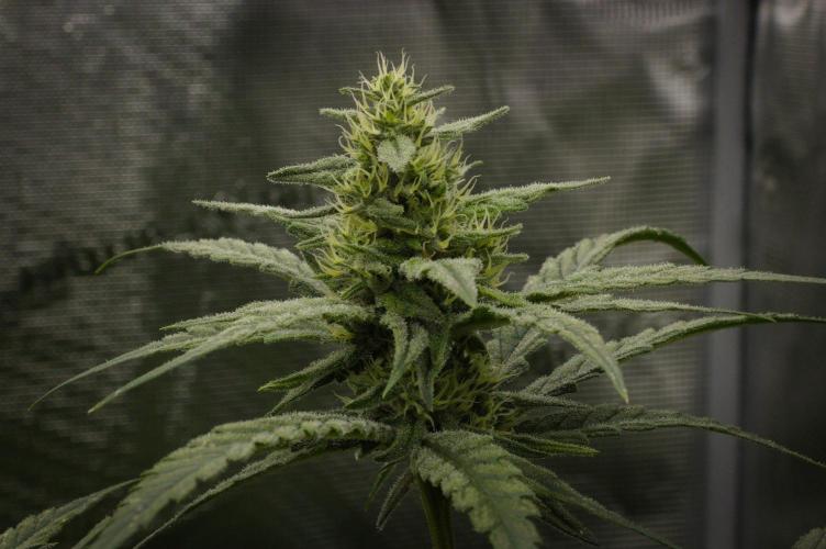 Orangu Tangie Monkey Genetics. Week 11 - Day 28