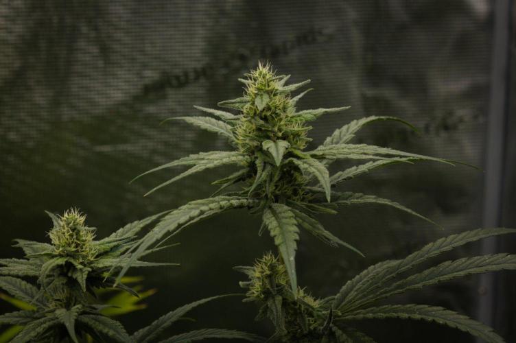Orangu Tangie Monkey Genetics. Week 11 - Day 28
