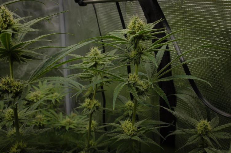 Orangu Tangie. Week 11