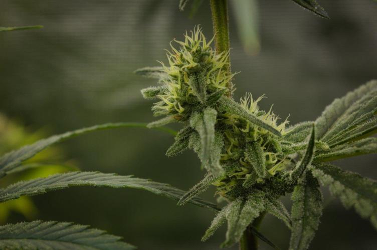 Orangu Tangie Monkey Genetics. Week 11 - Day 28