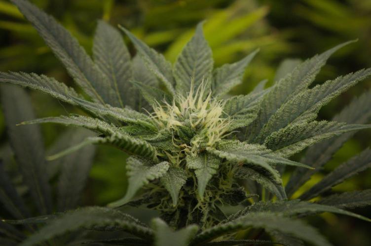 Pink Banana Runtz Dutch Passion. Week 11 - Day 28