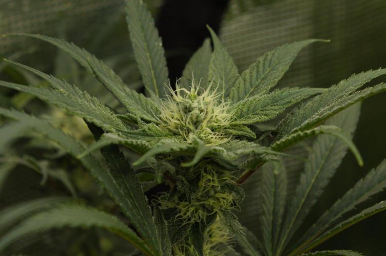 Pink Banana Runtz Dutch Passion. Week 11 - Day 28