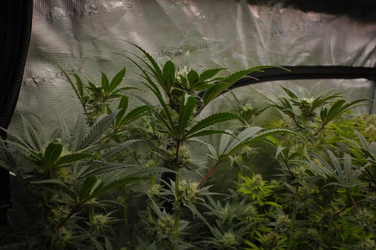 Pink Banana Runtz Dutch Passion. Week 11 - Day 28