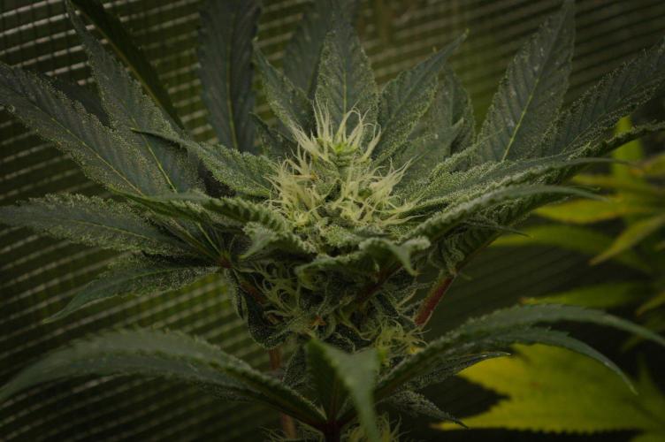 Pink Banana Runtz Dutch Passion. Week 11 - Day 28