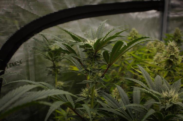 Pink Banana Runtz. Week 11