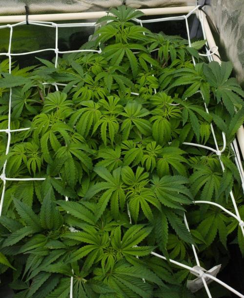 Sour Sherb Sensi Seeds. Week 7 - Day 49 before defo