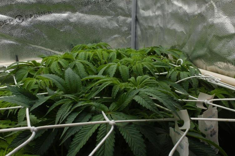 Sour Sherb Sensi Seeds. Week 7 - Day 49 before defo