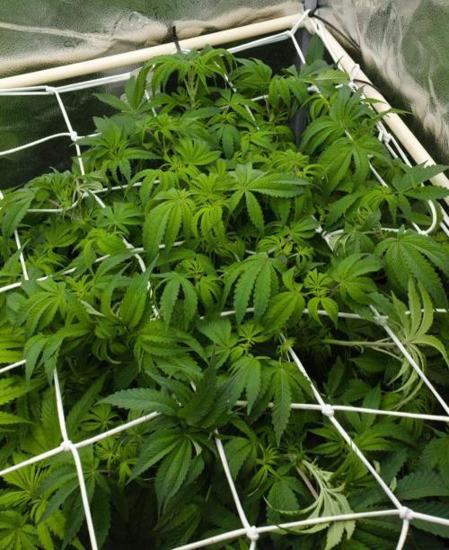 Sour Sherb Sensi Seeds. Week 7 - Day 49 after defo