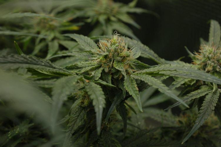 Forbidden Orange HappyPlant420. Week 12 - Day 35