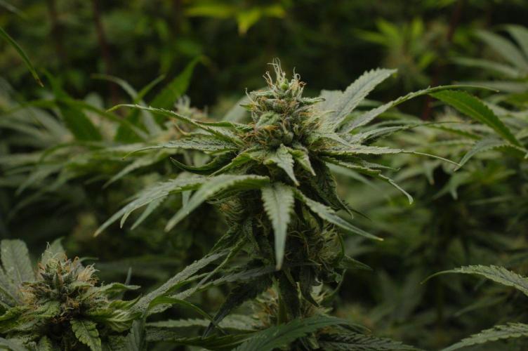 Forbidden Orange HappyPlant420. Week 12 - Day 35