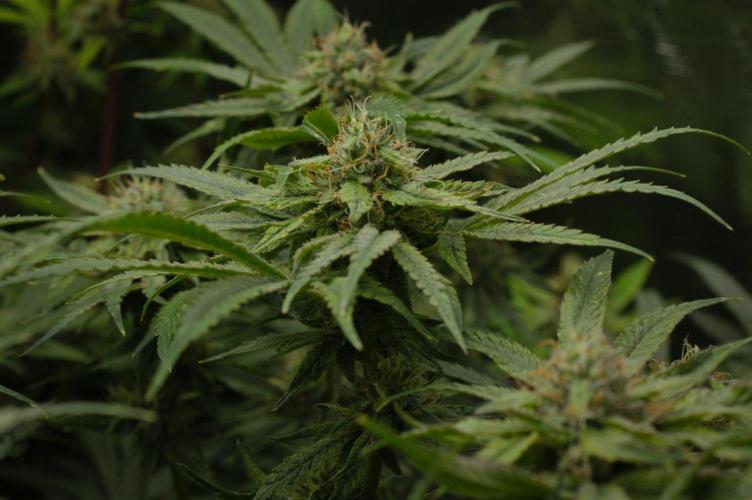 Forbidden Orange HappyPlant420. Week 12 - Day 35
