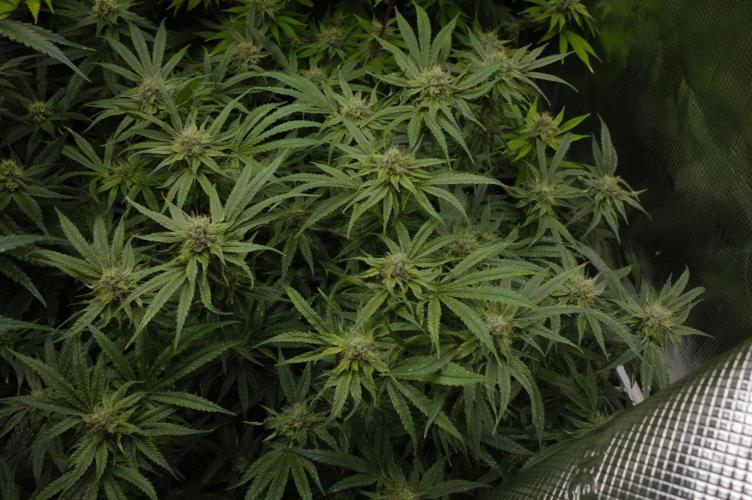 Forbidden Orange HappyPlant420. Week 12 - Day 35