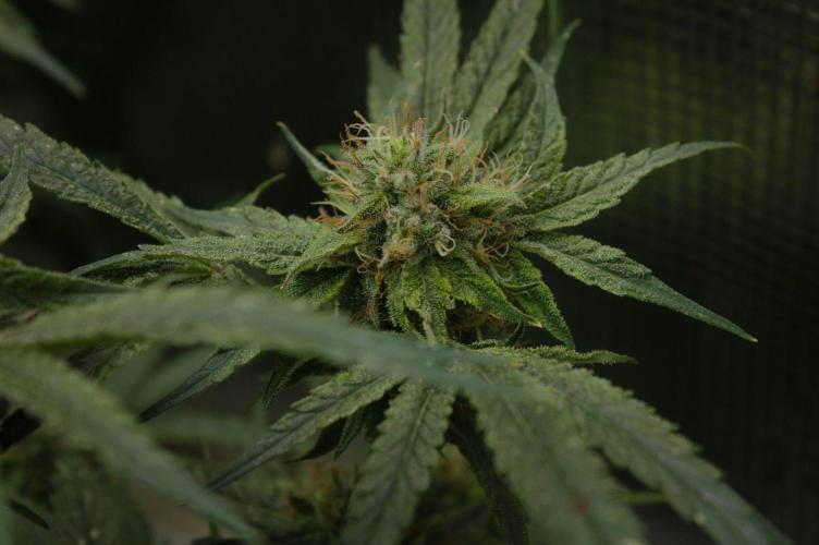 Forbidden Orange HappyPlant420. Week 12 - Day 35