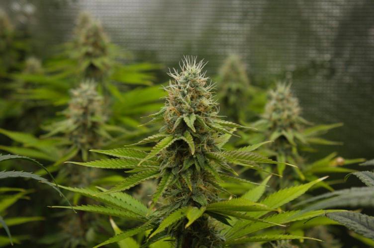 Lemon Z Dutch Passion. Week 12 - Day 35