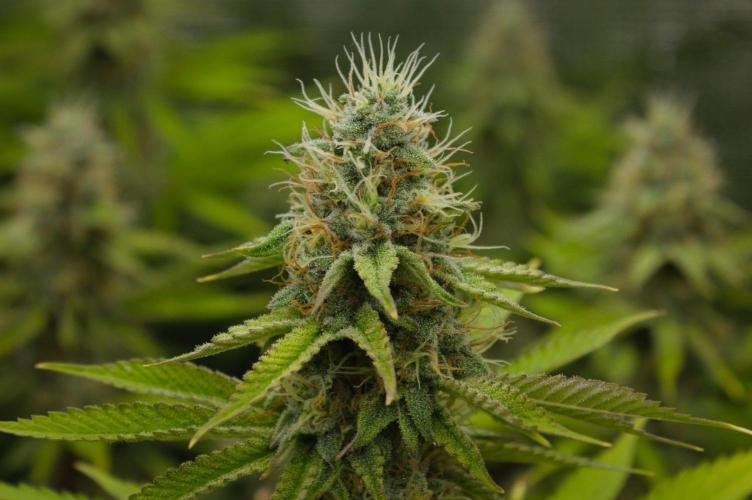 Lemon Z Dutch Passion. Week 12 - Day 35
