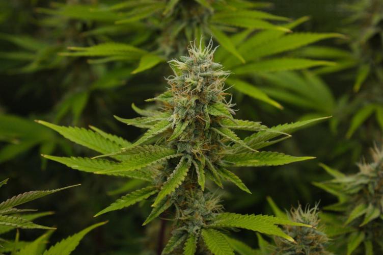 Lemon Z Dutch Passion. Week 12 - Day 35