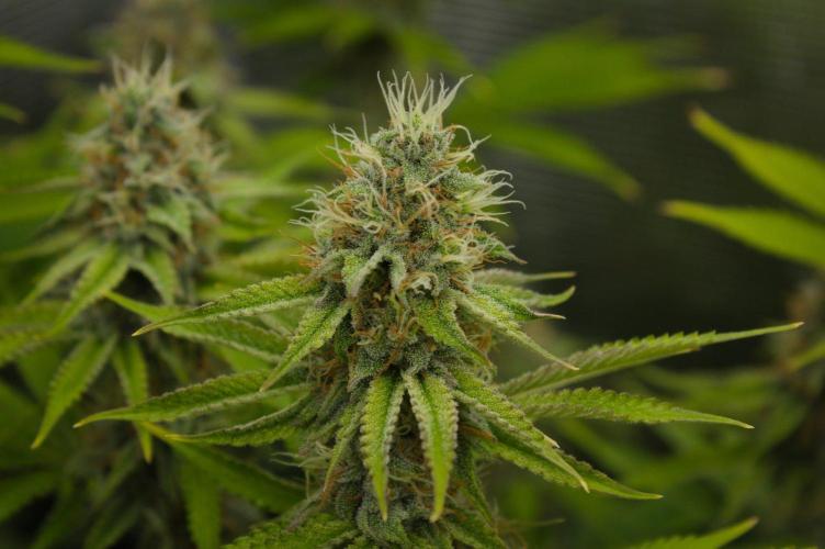 Lemon Z Dutch Passion. Week 12 - Day 35