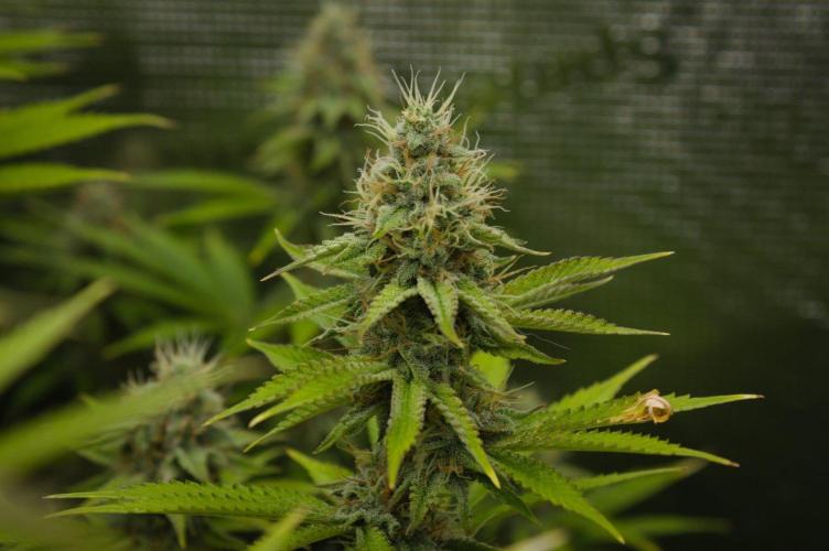 Lemon Z Dutch Passion. Week 12 - Day 35
