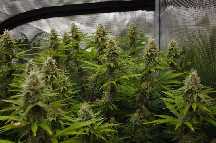 Lemon Z Dutch Passion. Week 12 - Day 35