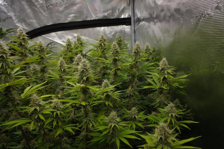 Lemon Z Dutch Passion. Week 12 - Day 35