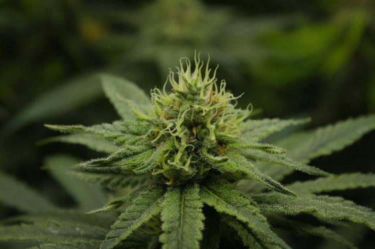 Orangu Tangie Monkey Genetics. Week 12 - Day 35