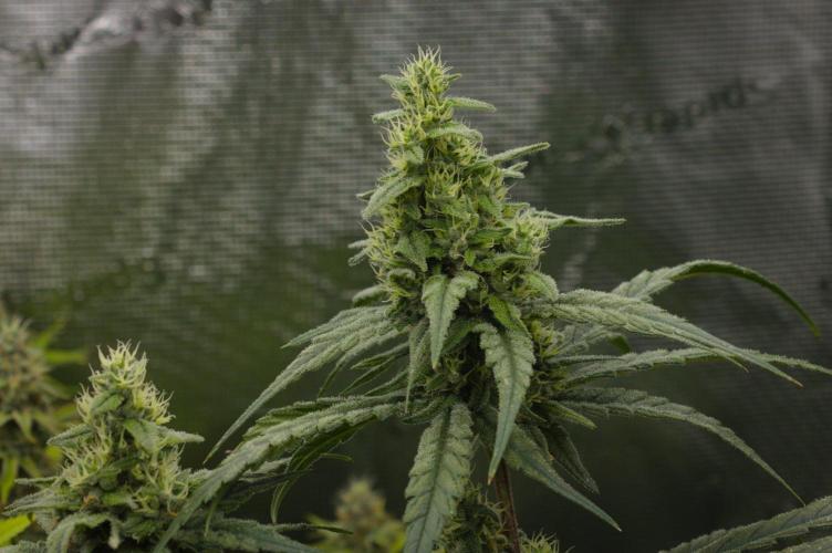 Orangu Tangie Monkey Genetics. Week 12 - Day 35