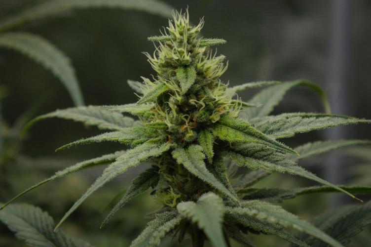 Orangu Tangie Monkey Genetics. Week 12 - Day 35