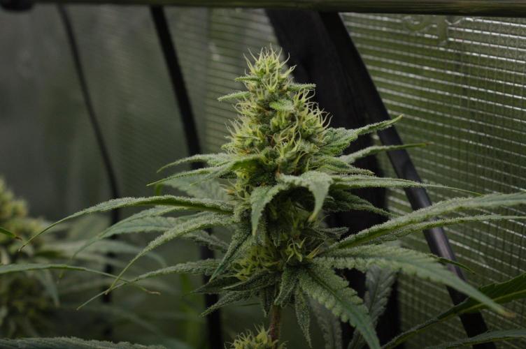 Orangu Tangie Monkey Genetics. Week 12 - Day 35
