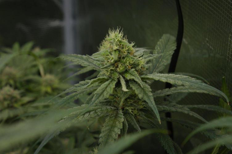 Orangu Tangie Monkey Genetics. Week 12 - Day 35