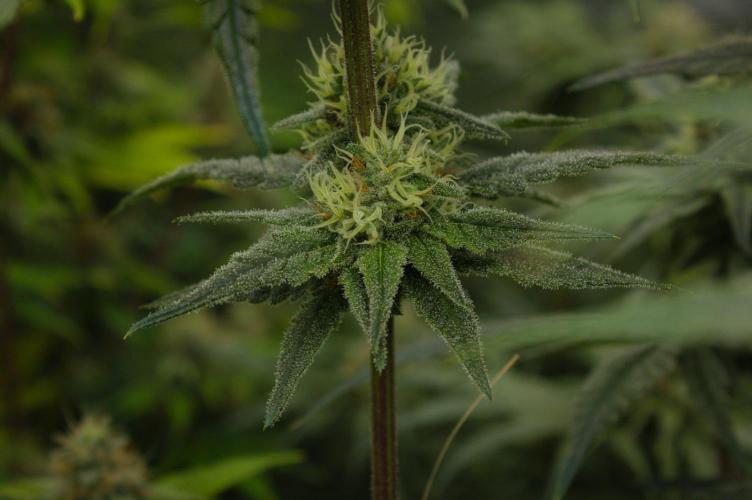 Orangu Tangie Monkey Genetics. Week 12 - Day 35