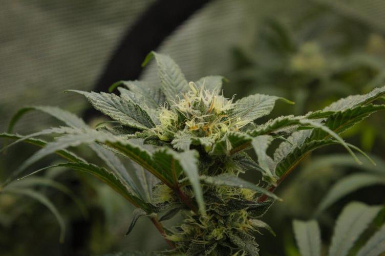 Pink Banana Runtz Dutch Passion. Week 12 - Day 35