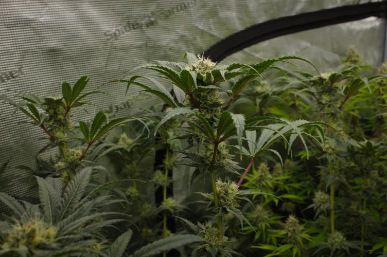 Pink Banana Runtz Dutch Passion. Week 12 - Day 35