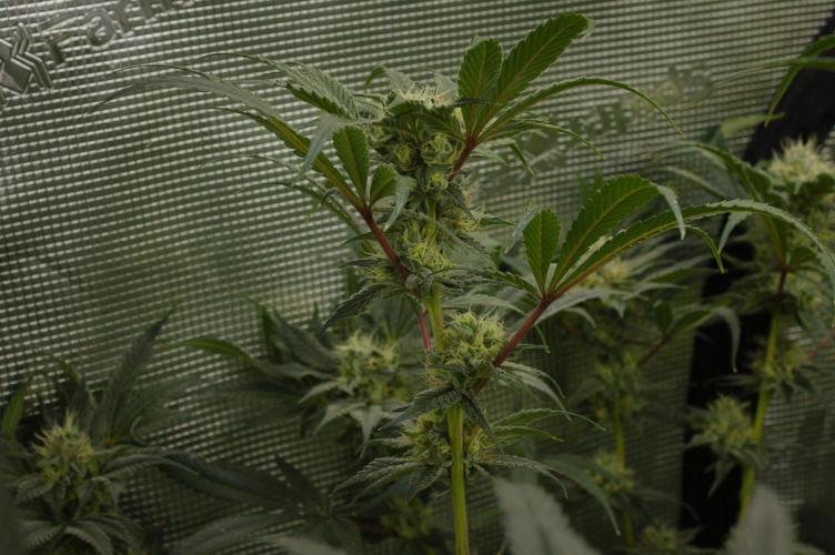 Pink Banana Runtz Dutch Passion. Week 12 - Day 35